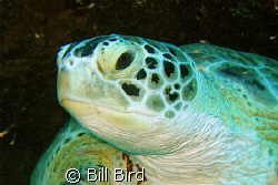 Turtle head shot. by Bill Bird 